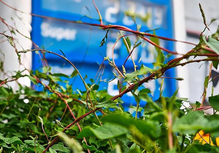 Verdi kritisiert geplante Spritpreis-Maßnahmen