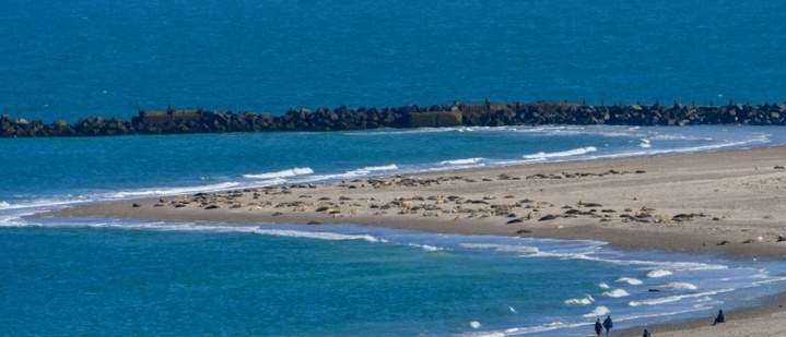 Nordsee 2025 so warm wie nie - stärkster Eiswinter an Küsten seit 15 Jahren