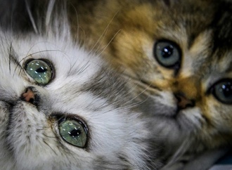 Feuerwehr und Polizei retten in Ruhrgebiet zwei Katzenbabys