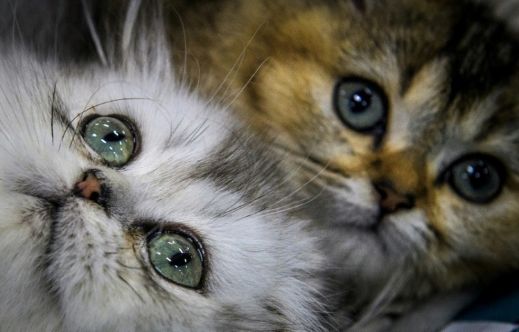 Feuerwehr und Polizei retten in Ruhrgebiet zwei Katzenbabys