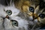 Feuerwehr und Polizei retten in Ruhrgebiet zwei Katzenbabys