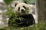 Chinas Staatschef Xi: USA erhalten in Kürze zwei neue Pandas