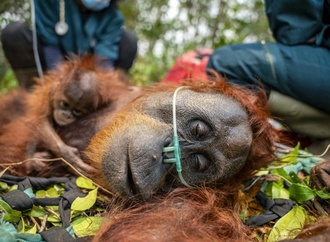 Waldbrände auf Borneo bedrohen seltene Orang-Utans