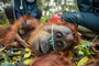 Waldbrände auf Borneo bedrohen seltene Orang-Utans