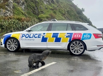 Auf vielbefahrene Straße verirrt: Polizei hilft Seehund-Jungtier in Neuseeland