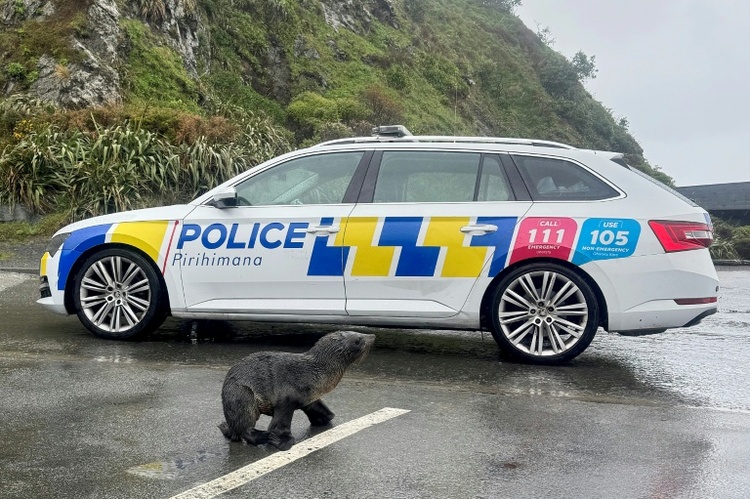 Auf vielbefahrene Straße verirrt: Polizei hilft Seehund-Jungtier in Neuseeland