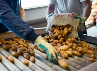 Hitzesommer: Schwache Kartoffelernte in diesem Jahr erwartet