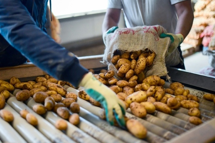 Hitzesommer: Schwache Kartoffelernte in diesem Jahr erwartet