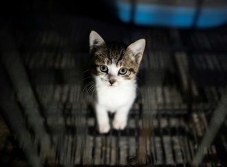 In Gebüsch an Flugplatz: 17 Katzen in Nordrhein-Westfalen ausgesetzt