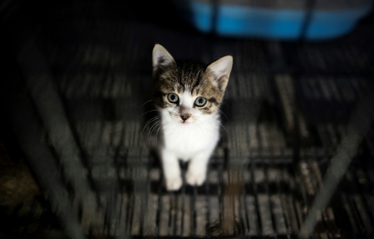 In Gebüsch an Flugplatz: 17 Katzen in Nordrhein-Westfalen ausgesetzt