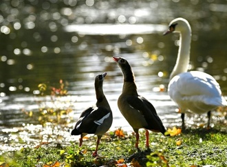 Feuerwehr rettet Schwan aus sechs Meter tiefer Kanalschleuse in Nordrhein-Westfalen