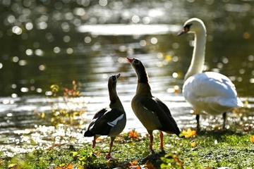 Feuerwehr rettet Schwan aus sechs Meter tiefer Kanalschleuse in Nordrhein-Westfalen
