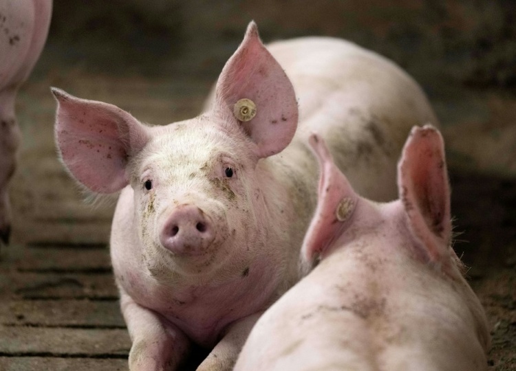 Gericht: Berliner Tiktokerin darf Schwein nicht in Altbauwohnung halten