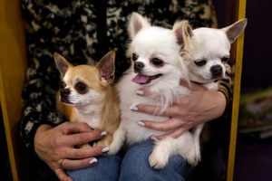 Streit zwischen Hundebesitzern in Sachsen: Zwei Chihuahuas am Ende tot