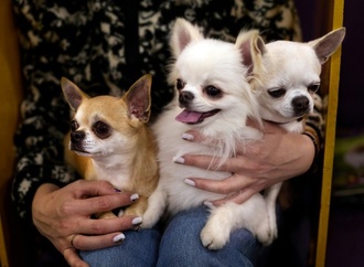 Streit zwischen Hundebesitzern in Sachsen: Zwei Chihuahuas am Ende tot
