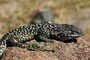 Neue Eidechsenart in Peru entdeckt