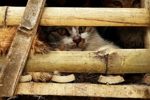 Fast 2700 Katzen für den Verzehr gestohlen: Zwölf Männer in Vietnam festgenommen