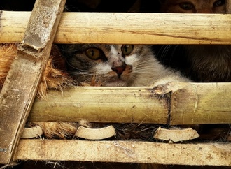 Fast 2700 Katzen für den Verzehr gestohlen: Zwölf Männer in Vietnam festgenommen