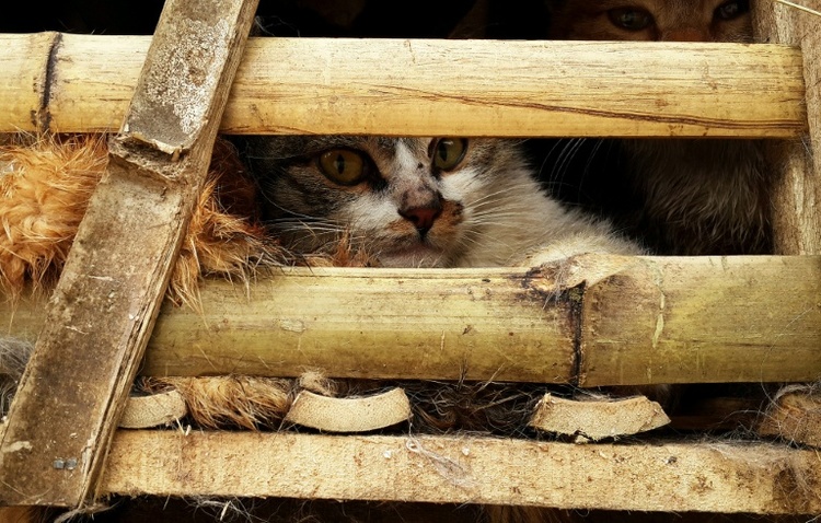 Fast 2700 Katzen für den Verzehr gestohlen: Zwölf Männer in Vietnam festgenommen