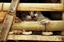 Fast 2700 Katzen für den Verzehr gestohlen: Zwölf Männer in Vietnam festgenommen
