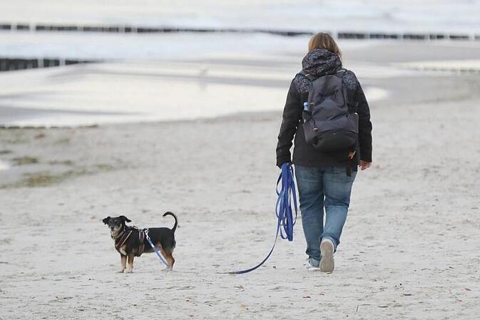 Einnahmen aus Hundesteuer stagnieren auf hohem Niveau