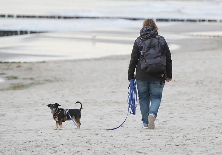 Einnahmen aus Hundesteuer stagnieren auf hohem Niveau