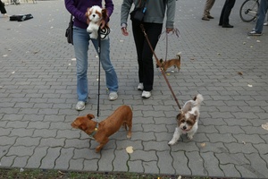 Hundesteuer-Einnahmen weiterhin auf hohem Niveau
