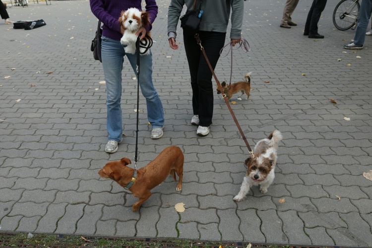 Hundesteuer-Einnahmen weiterhin auf hohem Niveau