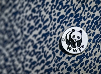 WWF: Wildtierpopulation weltweit seit 1970 um fast drei Viertel geschrumpft