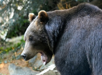 Ein Toter und eine Verletzte bei Bär-Angriff in mongolischer Hauptstadt