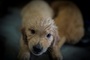 Auswertung: Luna und Nala sind beliebteste Hundenamen in Deutschland