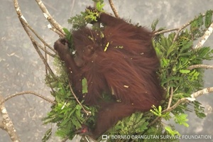 An Baumspitzen geklammert: Orang-Utans vor Waldbränden in Indonesien gerettet