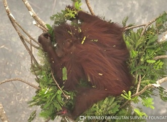 An Baumspitzen geklammert: Orang-Utans vor Waldbränden in Indonesien gerettet