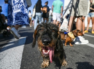 Hundebesitzer in Wien sollen beim Gassigehen mit ''Flascherl'' Urin wegspülen