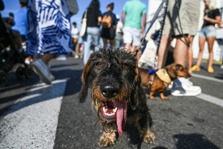 Hundebesitzer in Wien sollen beim Gassigehen mit 