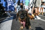 Hundebesitzer in Wien sollen beim Gassigehen mit ''Flascherl'' Urin wegspülen