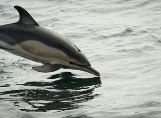 Nach Verlegung aus Freizeitpark in Südfrankreich: Delfin in Spanien verendet