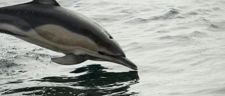 Nach Verlegung aus Freizeitpark in Südfrankreich: Delfin in Spanien verendet