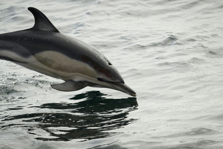 Nach Verlegung aus Freizeitpark in Südfrankreich: Delfin in Spanien verendet