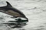 Nach Verlegung aus Freizeitpark in Südfrankreich: Delfin in Spanien verendet