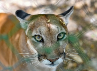 Mögliche Pumasichtung in Bayern: Weitere keine Nachweise von Raubkatze