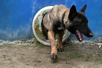 Hundehalterin in Hessen bei Rettungsaktion verletzt: Schmerzensgeld rechtens