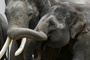Elefantenjunges in Berliner Tierpark wegen gebrochenen Stoßzahns behandelt