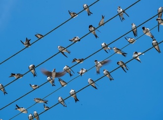 Mehlschwalbe zum Vogel des Jahres 2027 gewählt