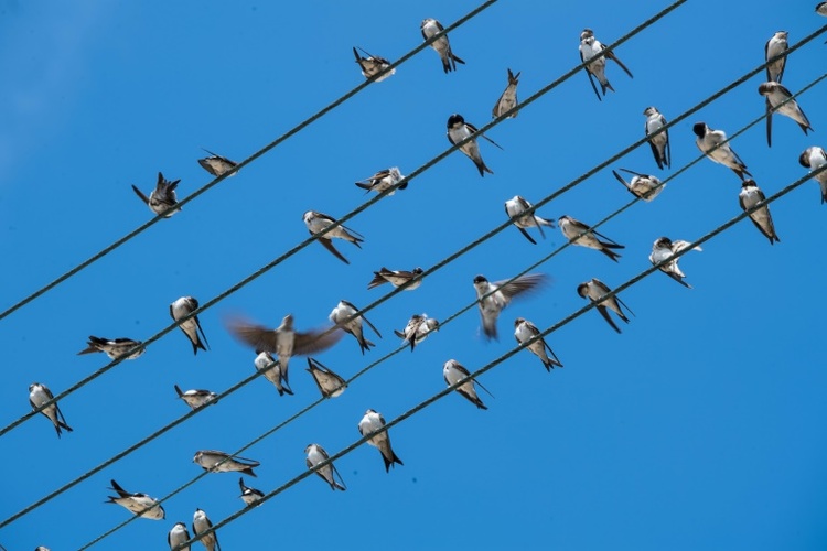 Mehlschwalbe zum Vogel des Jahres 2027 gewählt