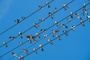 Mehlschwalbe zum Vogel des Jahres 2027 gewählt