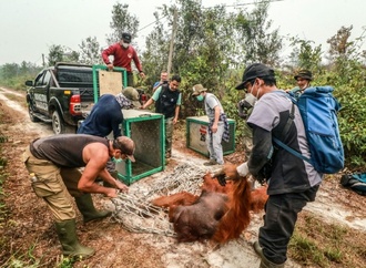 Tierschützer retten dutzende Orang-Utans vor Waldbränden in Indonesien
