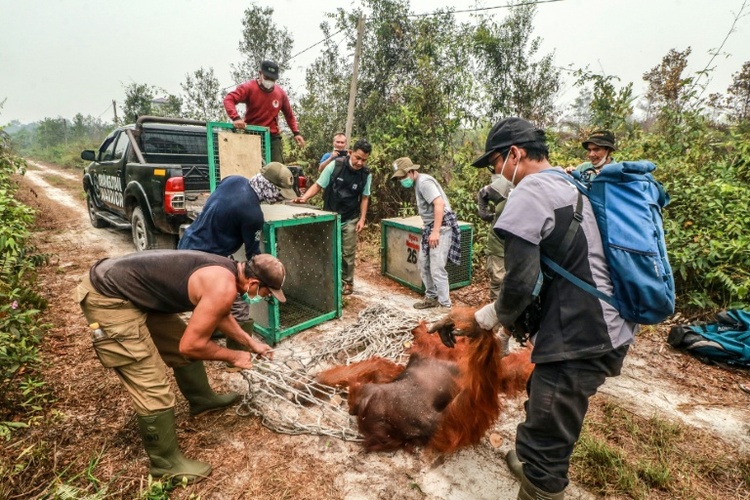 Tierschützer retten dutzende Orang-Utans vor Waldbränden in Indonesien