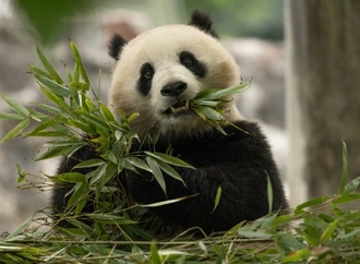 Warten auf Ran Ran: Belgischer Zoo bekommt neues Panda-Weibchen