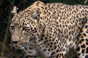 Tierpflegerin stirbt nach Leoparden-Angriff in niederländischem Zoo